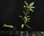 Dicamba resistance evolution in Amaranthus tuberculatus
